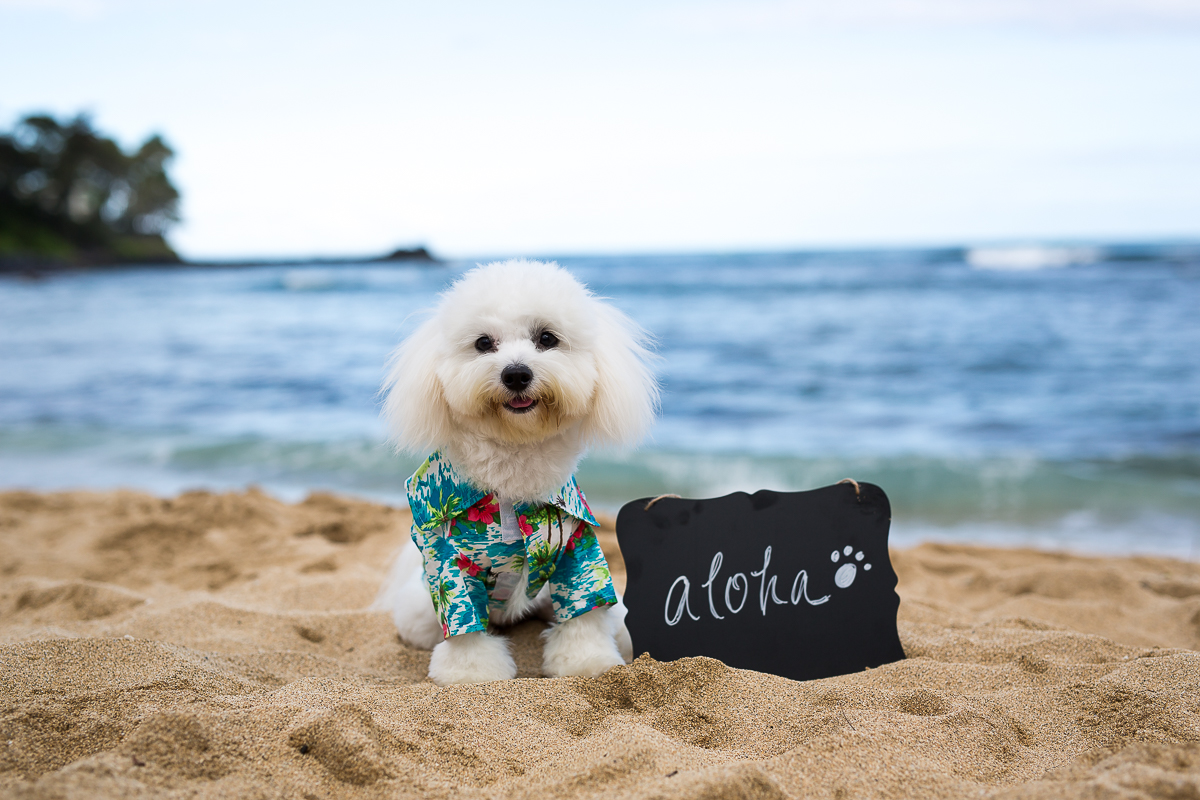 hawaii travel dog